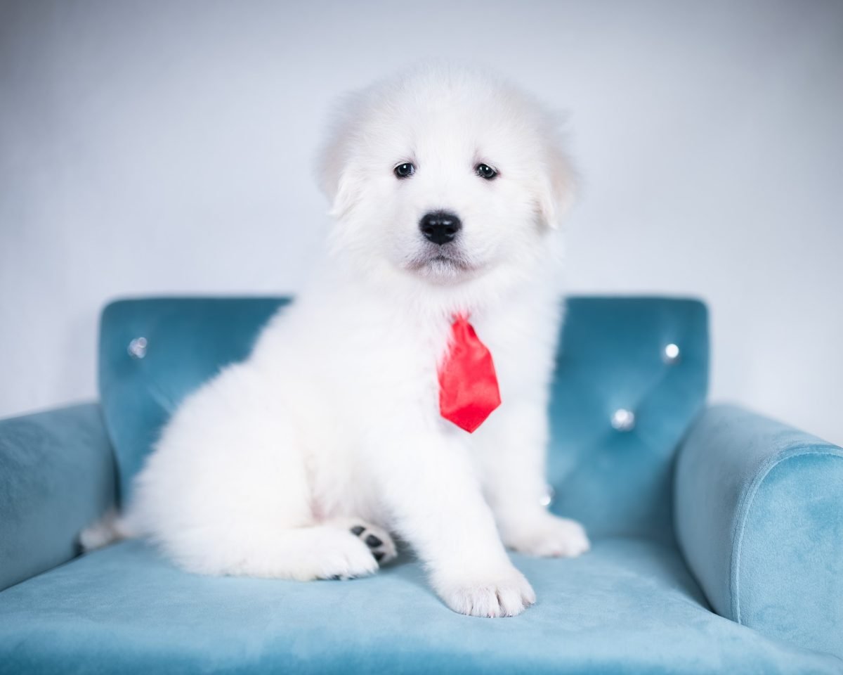 Maremma Sheepdog