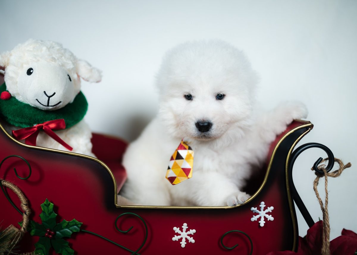 Maremma Sheepdog Puppy | Maremma Sheepdog Maremma Sheepdog Puppy for sale near me