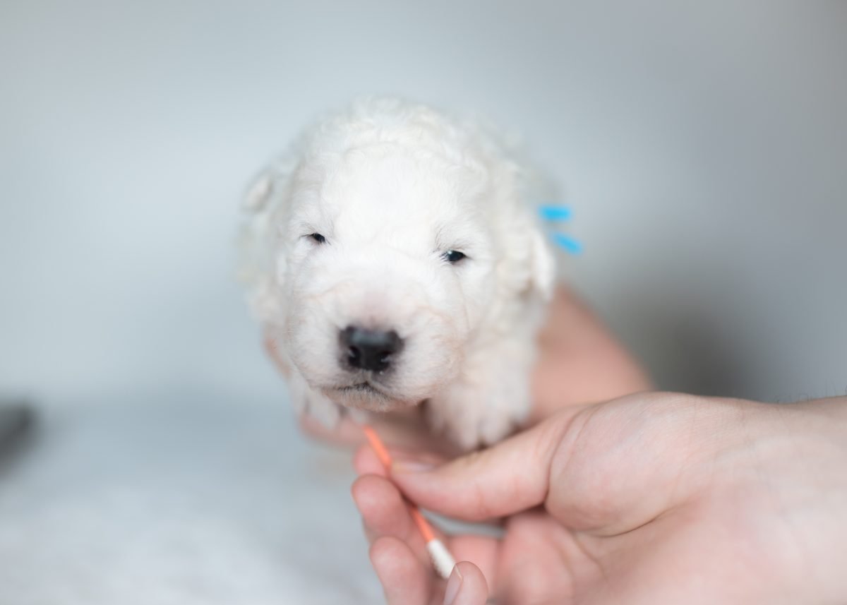 Maremma Sheepdog Puppy | Maremma Sheepdog Maremma Sheepdog Puppy for sale near me.