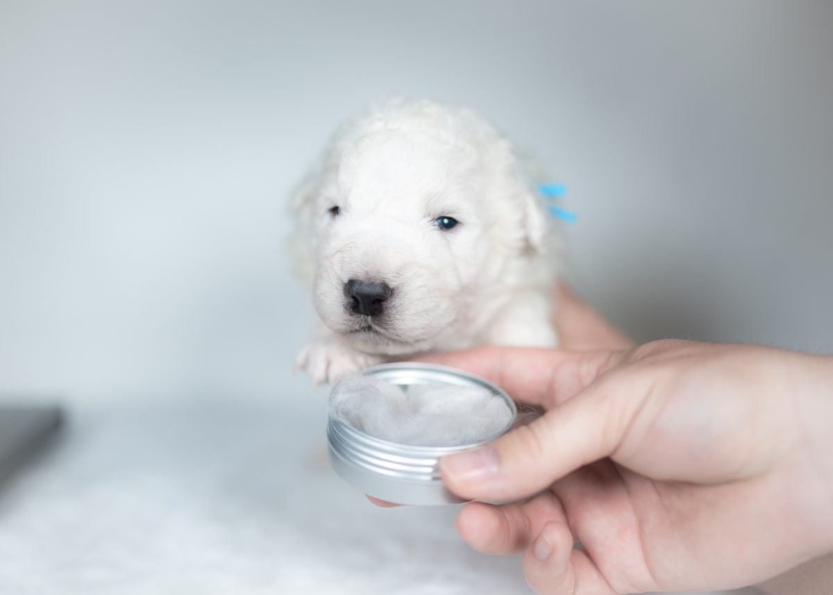 Maremma Sheepdog Puppy | Maremma Sheepdog Maremma Sheepdog Puppy for sale near me.