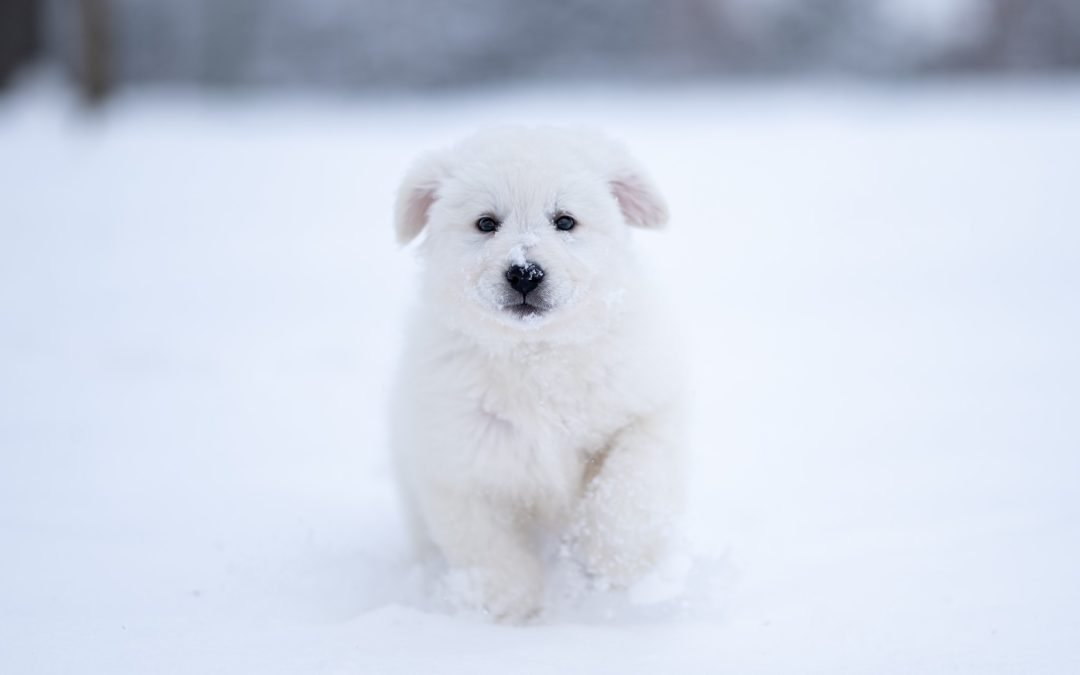 Reserved | Mr. Grinch | Male Maremma Sheepdog Puppy | Congratulations & Thank You to Cynthia C. of Kenosha, Wisconsin