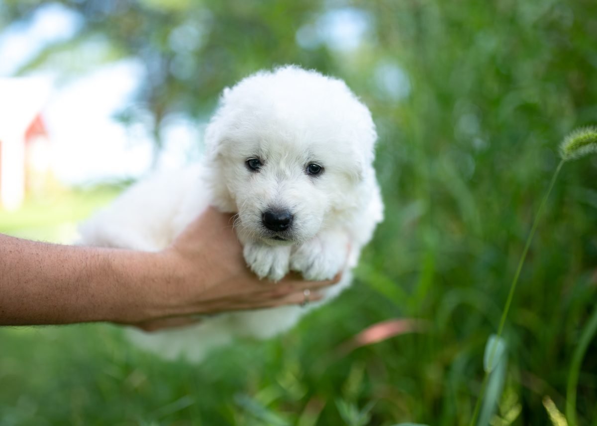 Female Maremma Sheepdog Puppy | Maremma Sheepdog Maremma Sheepdog