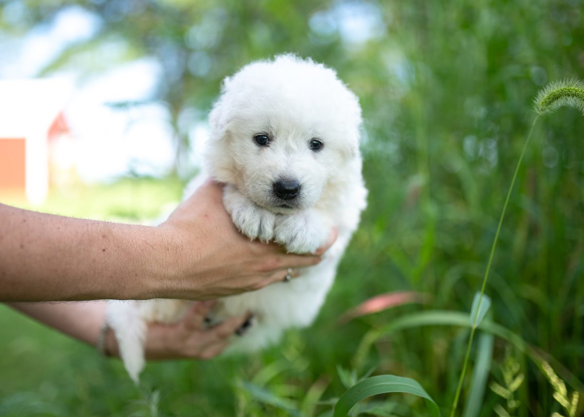 Female Maremma Sheepdog Puppy | Maremma Sheepdog Maremma Sheepdog
