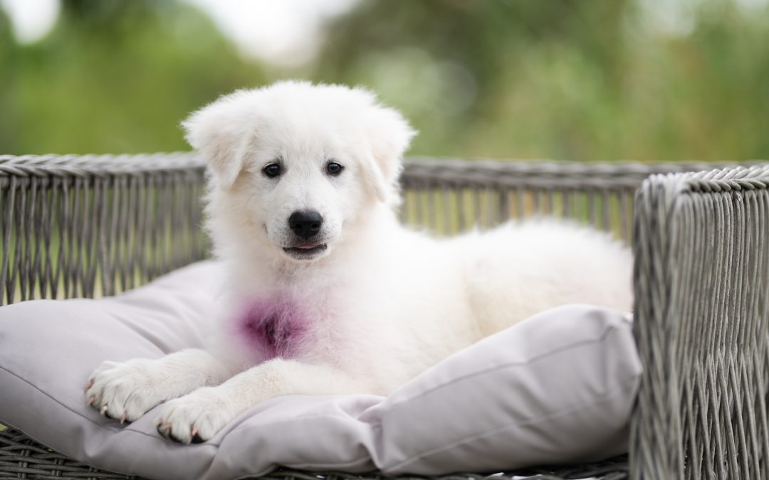 Reserved | Swan | Female Maremma Sheepdog Puppy