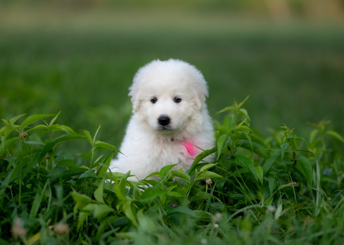Maremma Sheepdog | Maremma Sheepdog Maremma Sheepdog puppy for sale near me