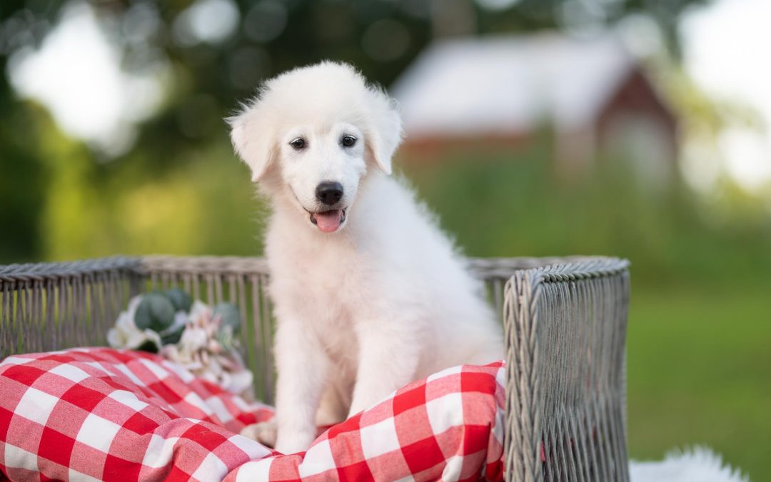 Luca | Male Maremma Sheepdog